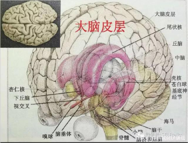 中國(guó)腦健康日關(guān)注“頭”等大事,中國(guó)腦科技的未來是什么?