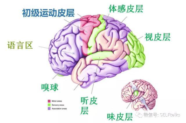 中國(guó)腦健康日關(guān)注“頭”等大事,中國(guó)腦科技的未來是什么?
